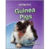 Guinea Pigs
