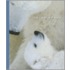 Polar Bears