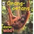 Orang-oetans