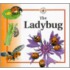 The Ladybug
