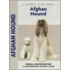 Afghan Hound