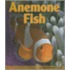 Anemone Fish