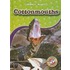 Cottonmouths