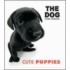 Cute Puppies