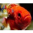 Fishy Colors