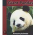 Giant Pandas