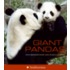 Giant Pandas