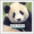 Giant Pandas