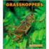 Grasshoppers