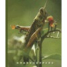 Grasshoppers door Sophie Lockwood