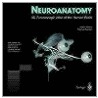 Neuroanatomy door Thomas Kramer
