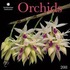 Orchids 2011
