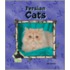 Persian Cats