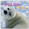 Polar Babies by Kristen McCurry