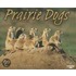 Prairie Dogs