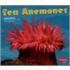 Sea Anemones