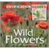 Wild Flowers