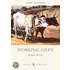 Working Oxen
