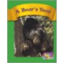 A Bear's Year