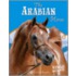 Arabian Horse