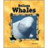Beluga Whales