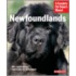 Newfoundlands