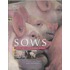 Sows