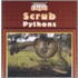 Scrub Pythons