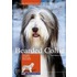 Bearded Collie