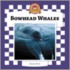 Bowhead Whales