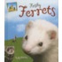 Frisky Ferrets