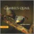 Gambel's Quail