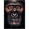 James Mollison door Jane Goodall