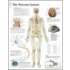 Nervous System