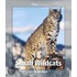 Small Wildcats