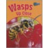 Wasps Up Close