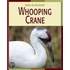 Whooping Crane