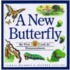 A New Butterfly