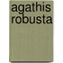 Agathis Robusta