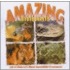 Amazing Animals