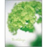 Birthdays Green door Quadrille