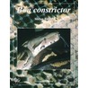 Boa constrictor by Stefan Binder