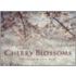Cherry Blossoms
