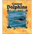 Common Dolphins