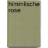 Himmlische Rose