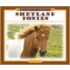 Shetland Ponies