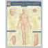 Surface Anatomy