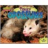 Tricky Opossums