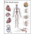 Vascular System