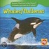 Whales/Ballenas